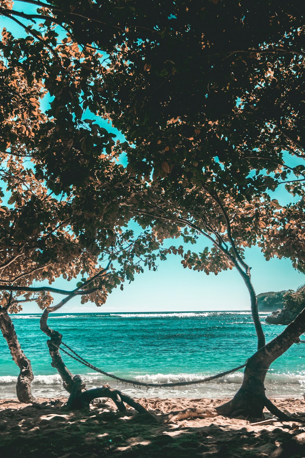 brown tree near body of water during daytime