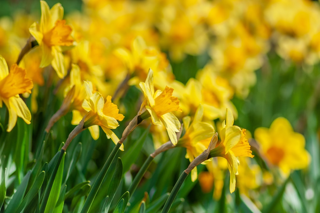 yellow flowers in tilt shift lens