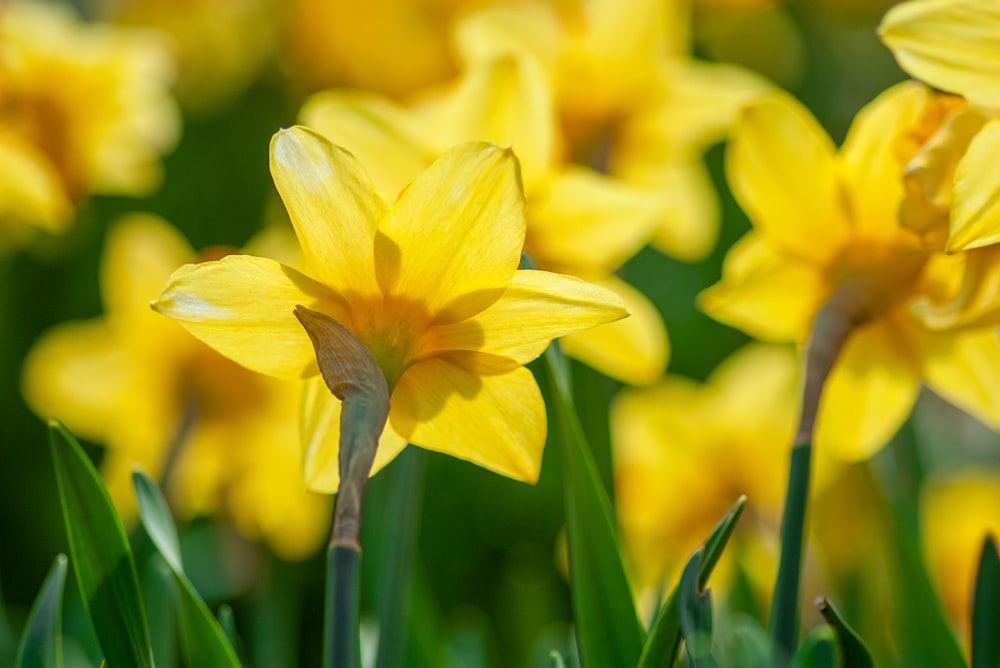 yellow flower in tilt shift lens