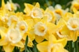 yellow daffodils in bloom during daytime