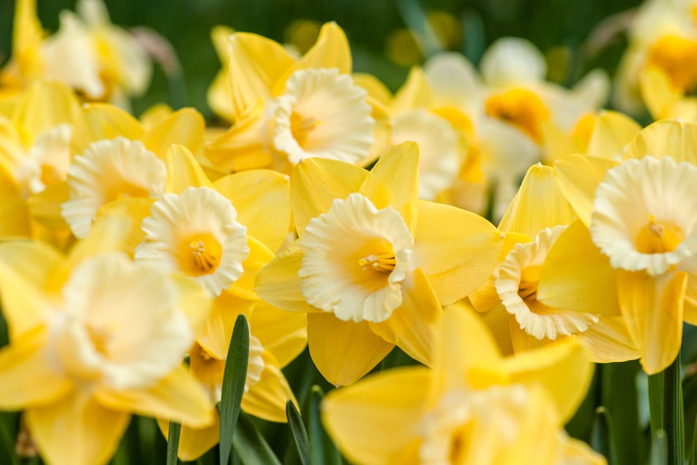 Narcisi gialli in fiore durante il giorno