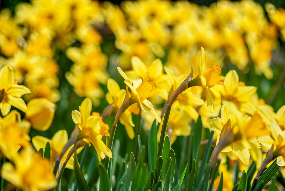 yellow daffodils in bloom during daytime