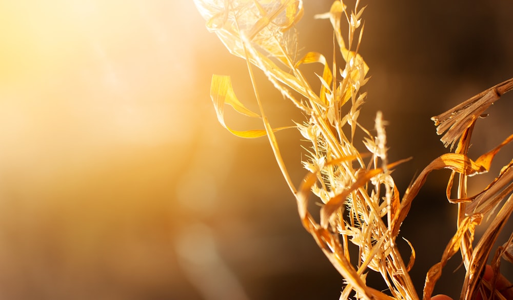 yellow flower in tilt shift lens