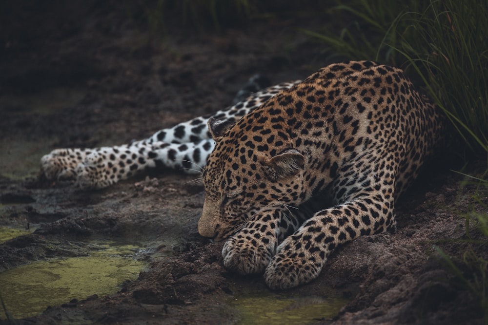 leopardo acostado en roca marrón