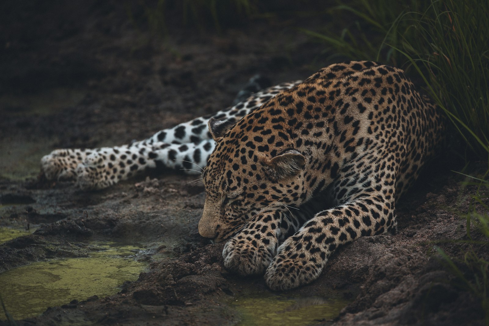Canon EOS-1D X + Canon EF 100-400mm F4.5-5.6L IS II USM sample photo. Leopard lying on brown photography