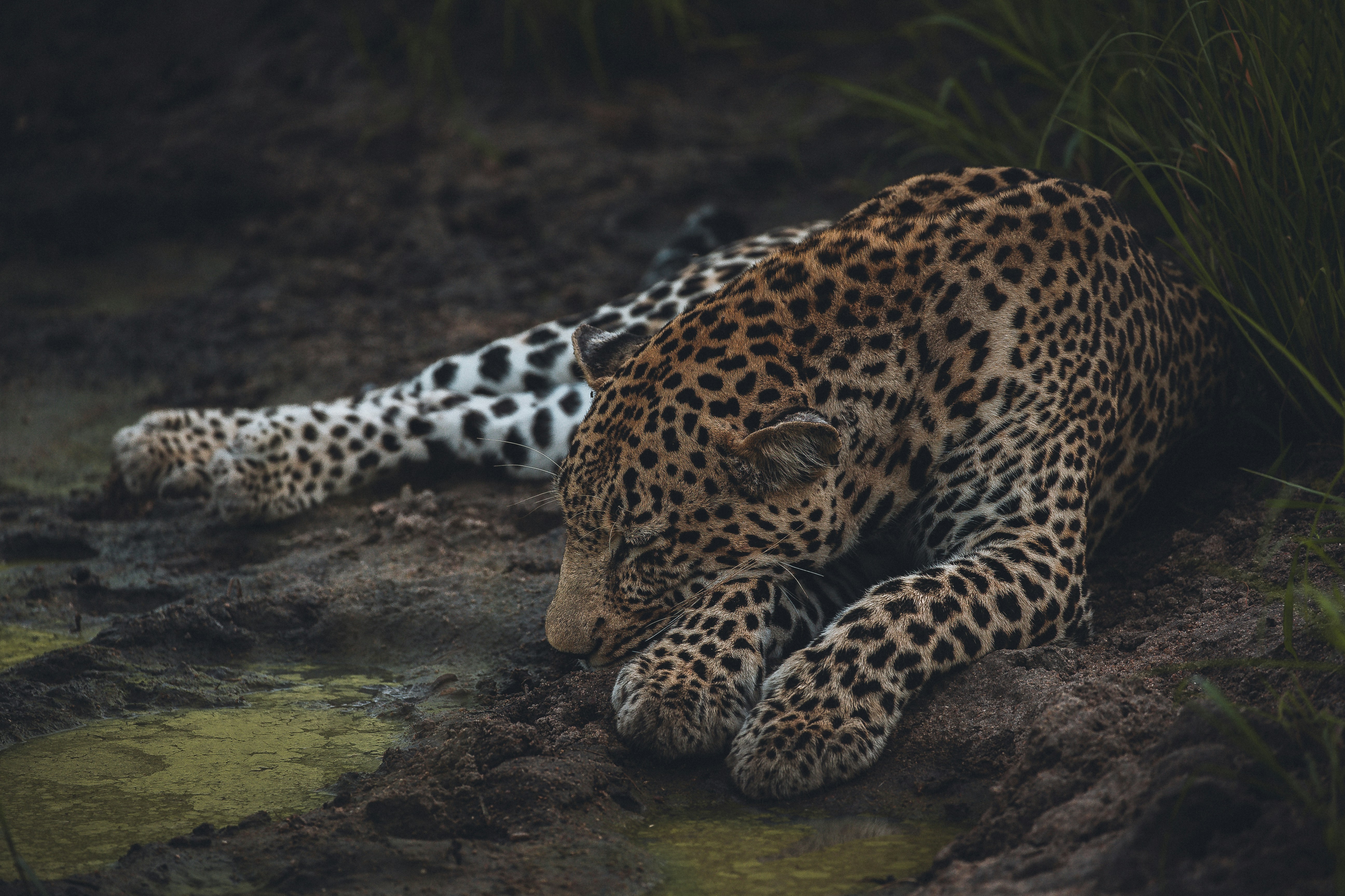 Leopard sleeping in the bush in Botswana!