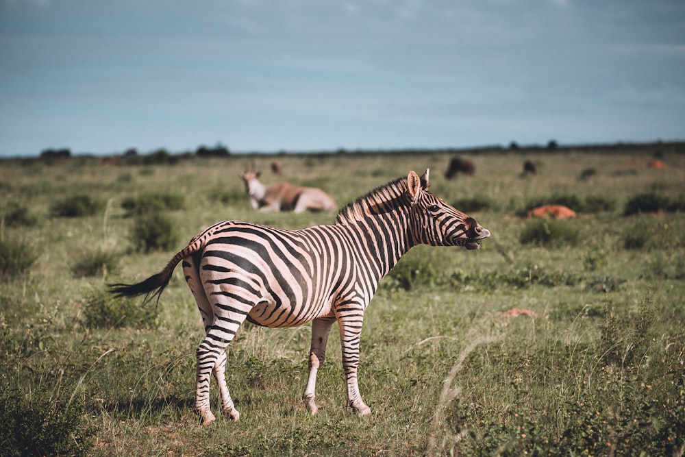 Zebra auf grünem Rasenfeld tagsüber
