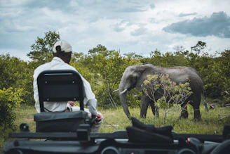 man in white long sleeve shirt sitting on black wooden bench beside elephant during daytime