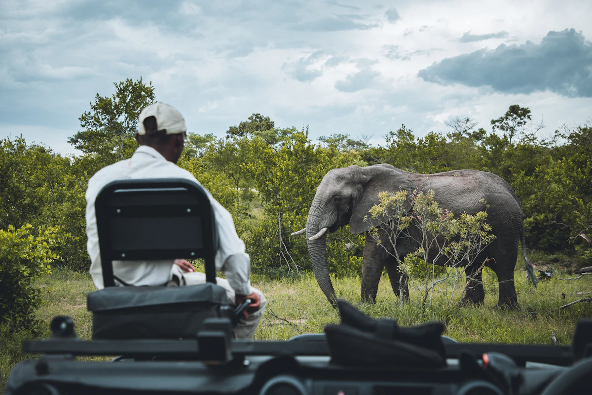 A traveller watching an elephant from the open roof hatch of a safari vehicle