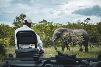 A person is seated in a safari vehicle, observing an elephant standing in the lush green bush. The sky is overcast with dark clouds, adding a dramatic backdrop.