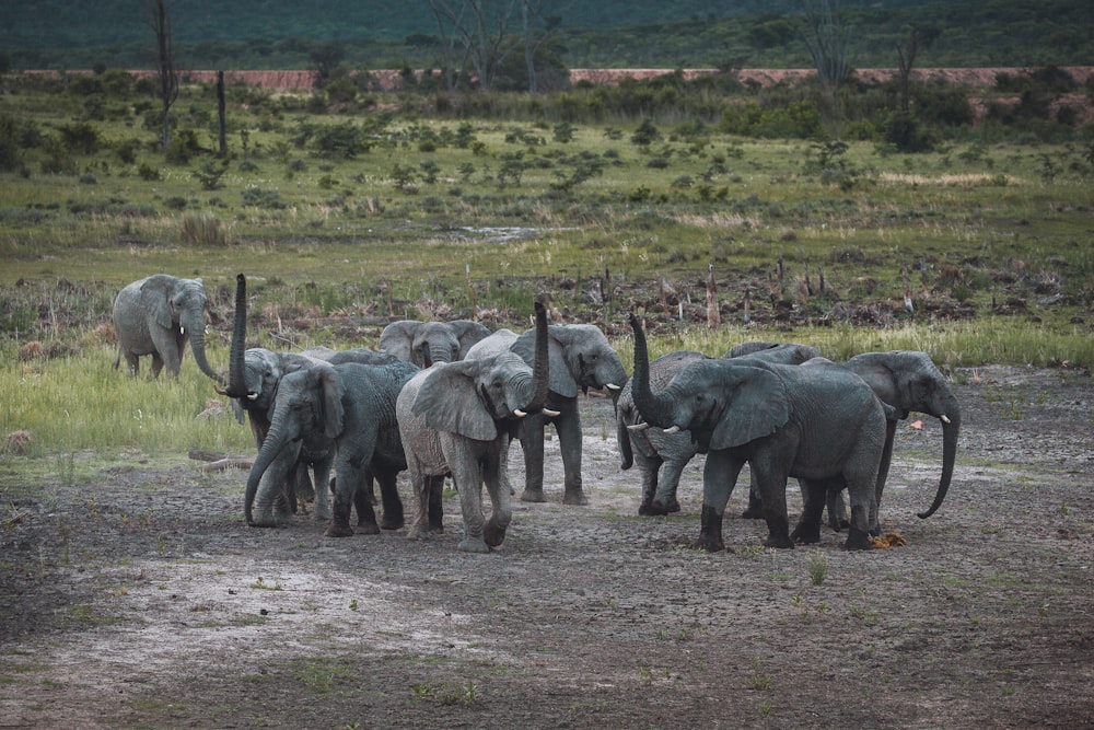 gray elephant on green grass field during daytime