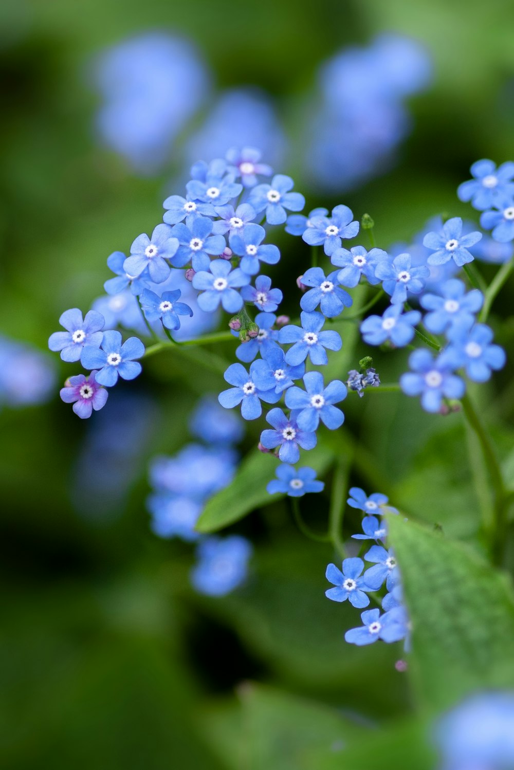 boutons floraux blancs dans la lentille à décalage inclinable