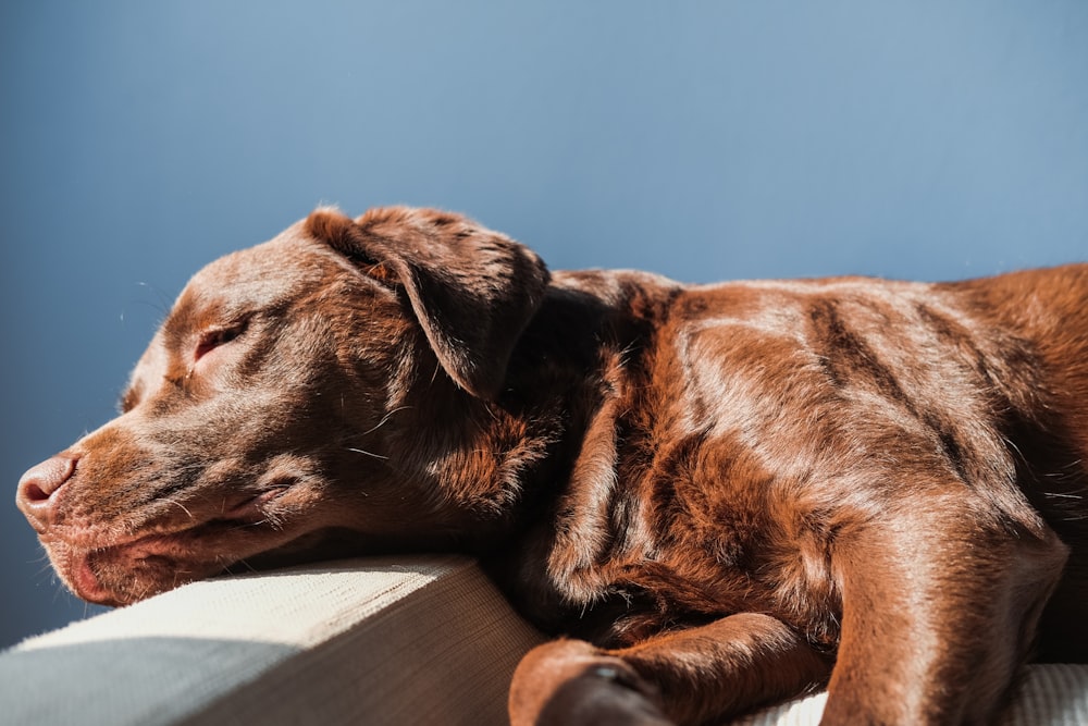 brown short coated dog lying on brown wooden floor