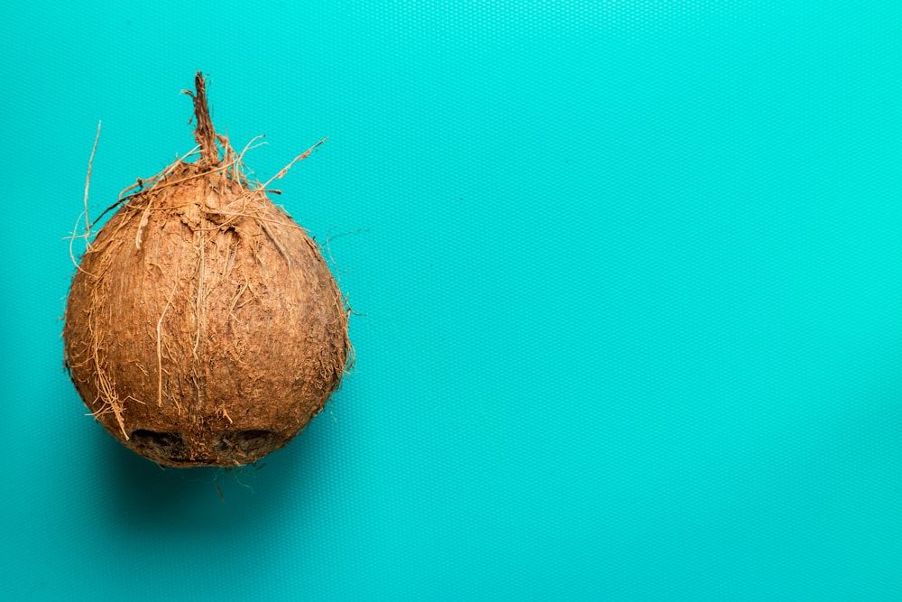 braune Kokosfrucht auf blauem Hintergrund