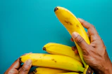 Close-up of ripe bananas being carefully handpicked in a lush Tamil Nadu plantation.