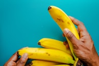 Close-up of hands holding a perfectly ripe G9 banana ready for shipment.