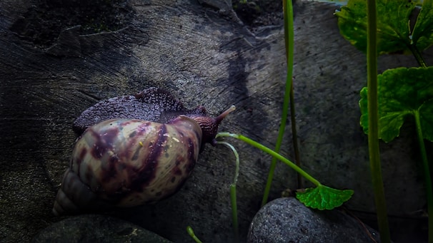 A large snail with a patterned brown and white shell is moving across a textured piece of wood. Surrounding it are several green plants and grass, with smooth rocks nearby, creating a natural, earthy setting.