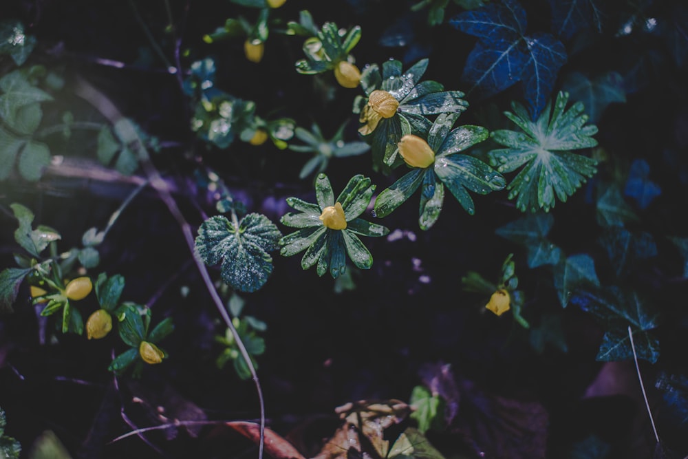 yellow flower with green leaves