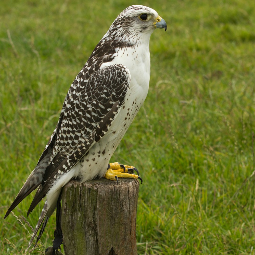 white and black bird on brown wooden fence during daytime