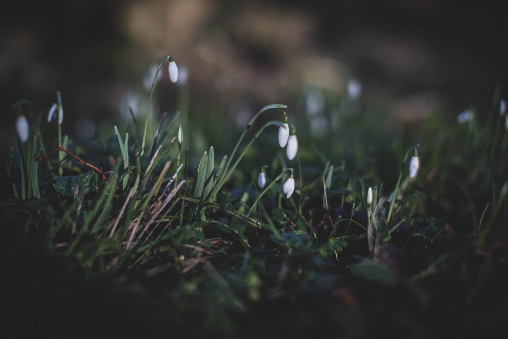 water droplets on green grass