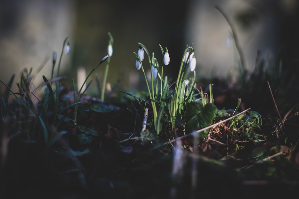 white flowers with green leaves