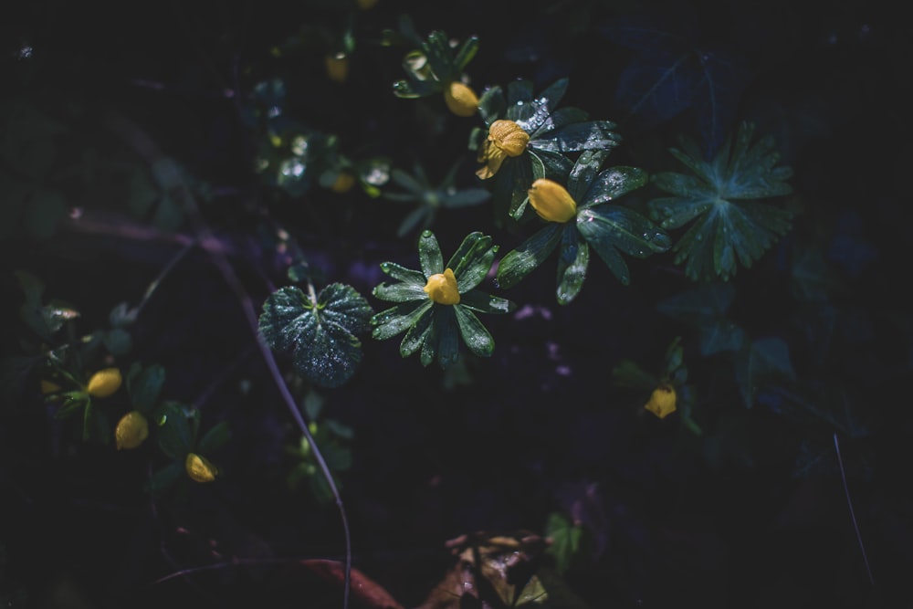 yellow flower with green leaves