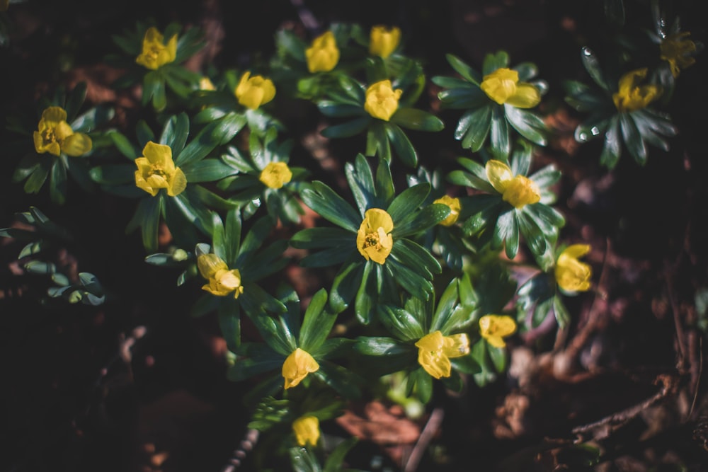 yellow flowers with green leaves