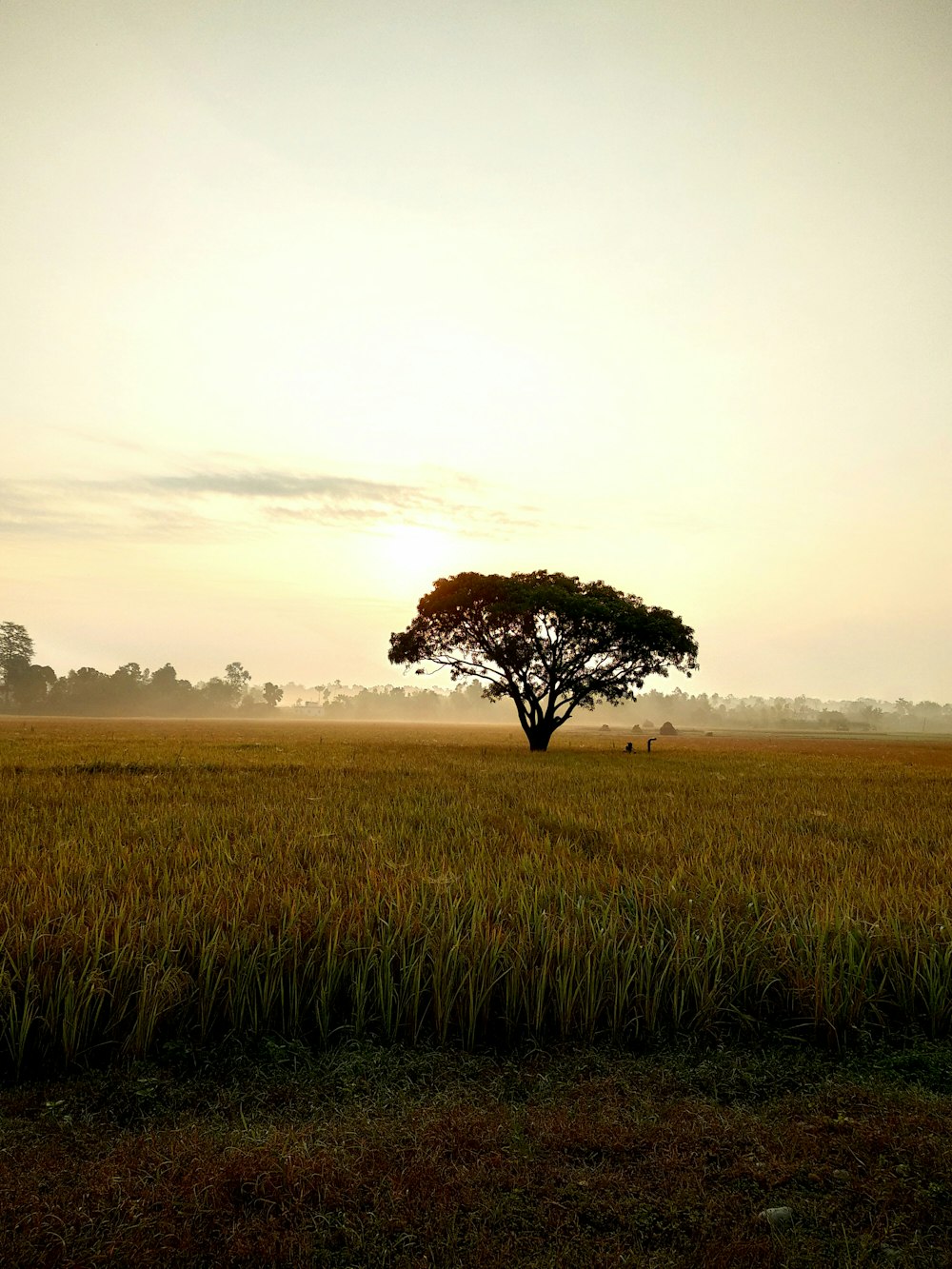 green grass field during daytime