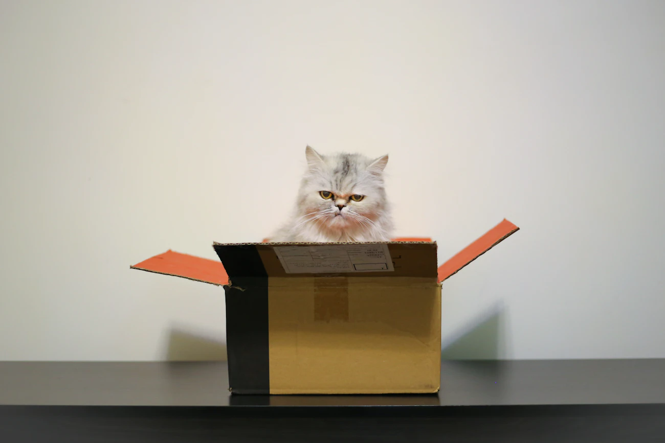 引っ越し箱のそばで猫の移動準備をする室内