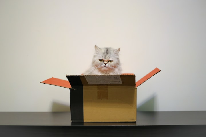 The Cat in the Box