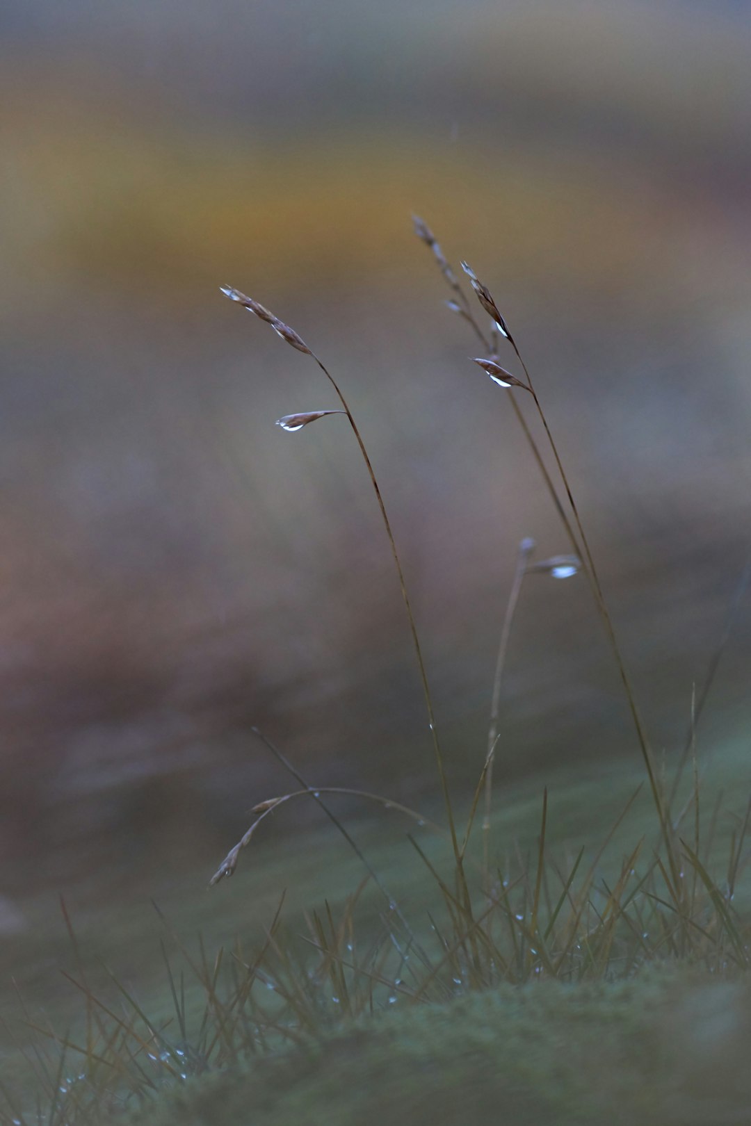 green grass in close up photography