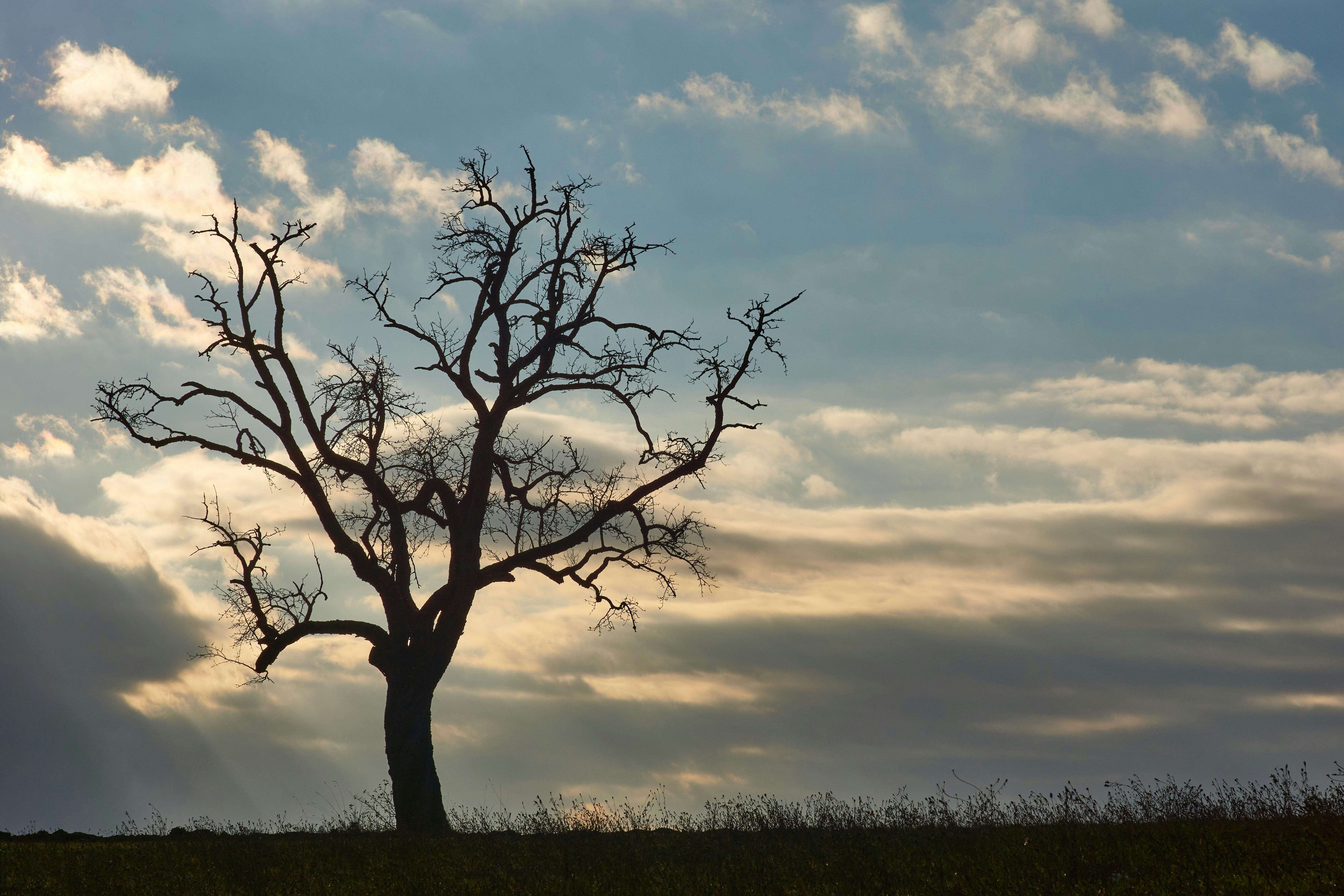 Photo by wolfgang_hasselmann