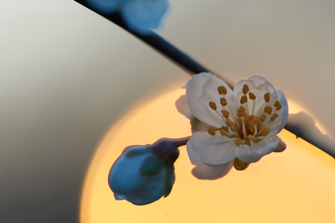 white and blue flower in close up photography