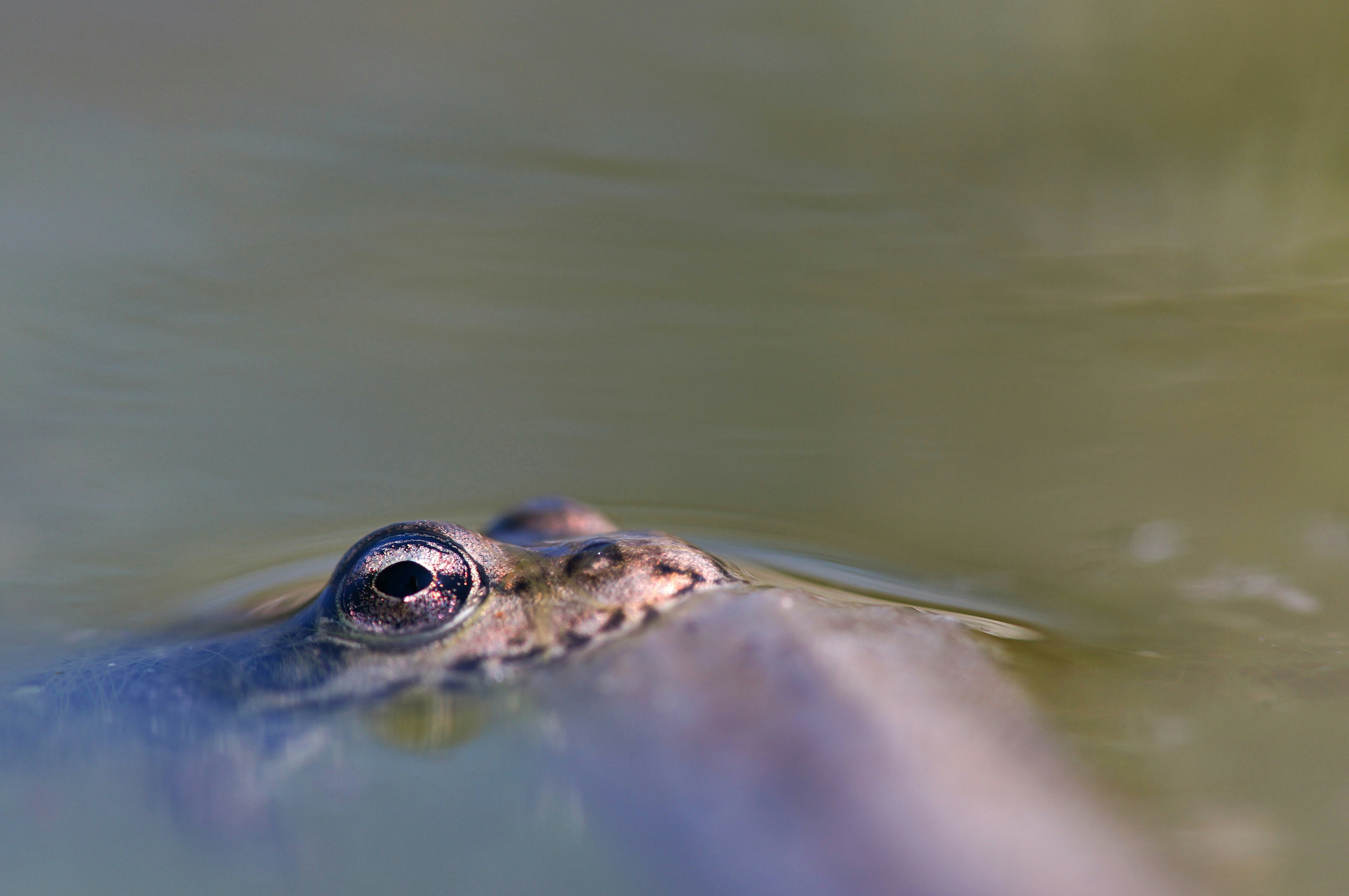 Photo by wolfgang_hasselmann