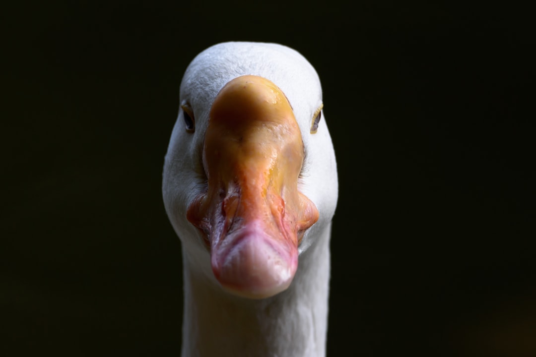 goose