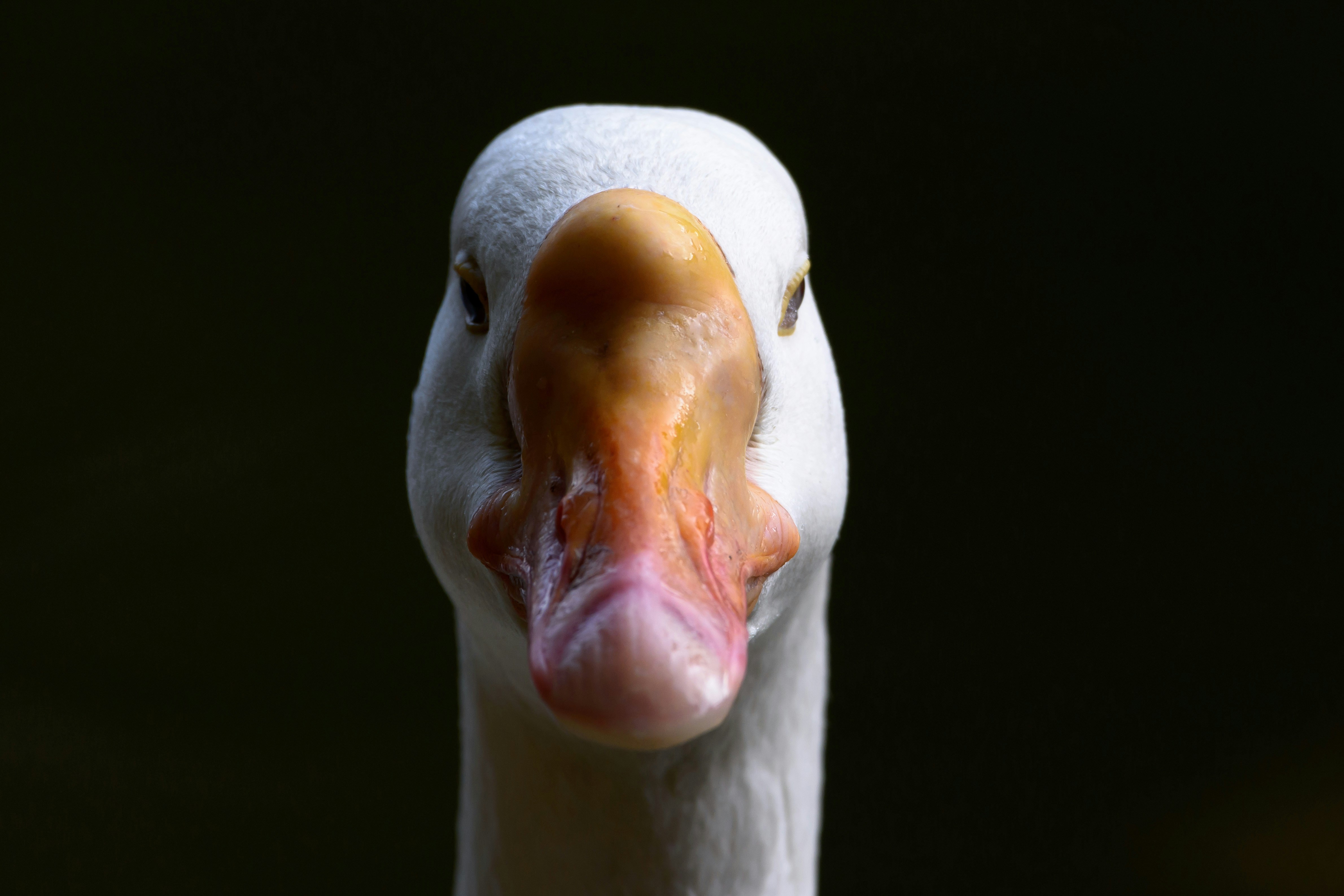 The Terrifying "Goose Honk": What Causes Reverse Sneezing And How To Stop It