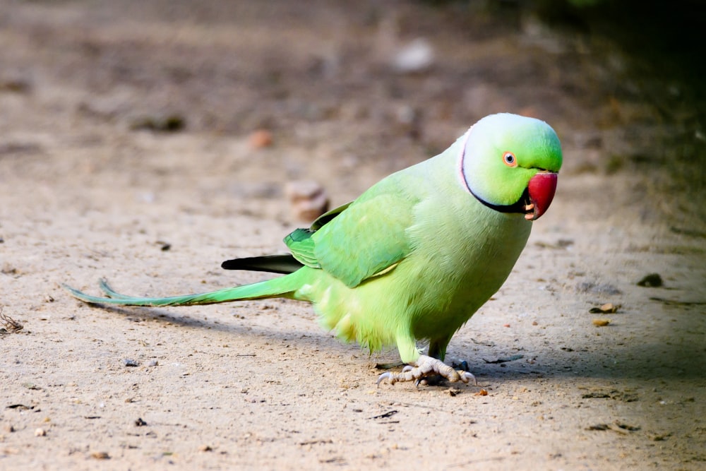 green and red bird on brown soil