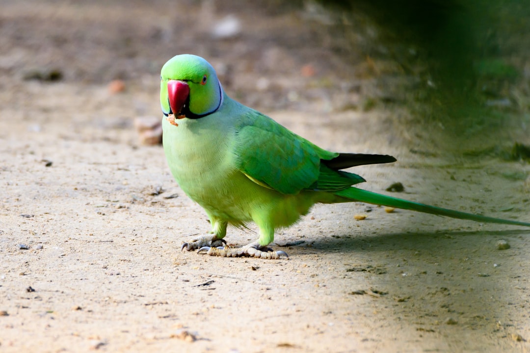  green and red bird on brown soil parrot