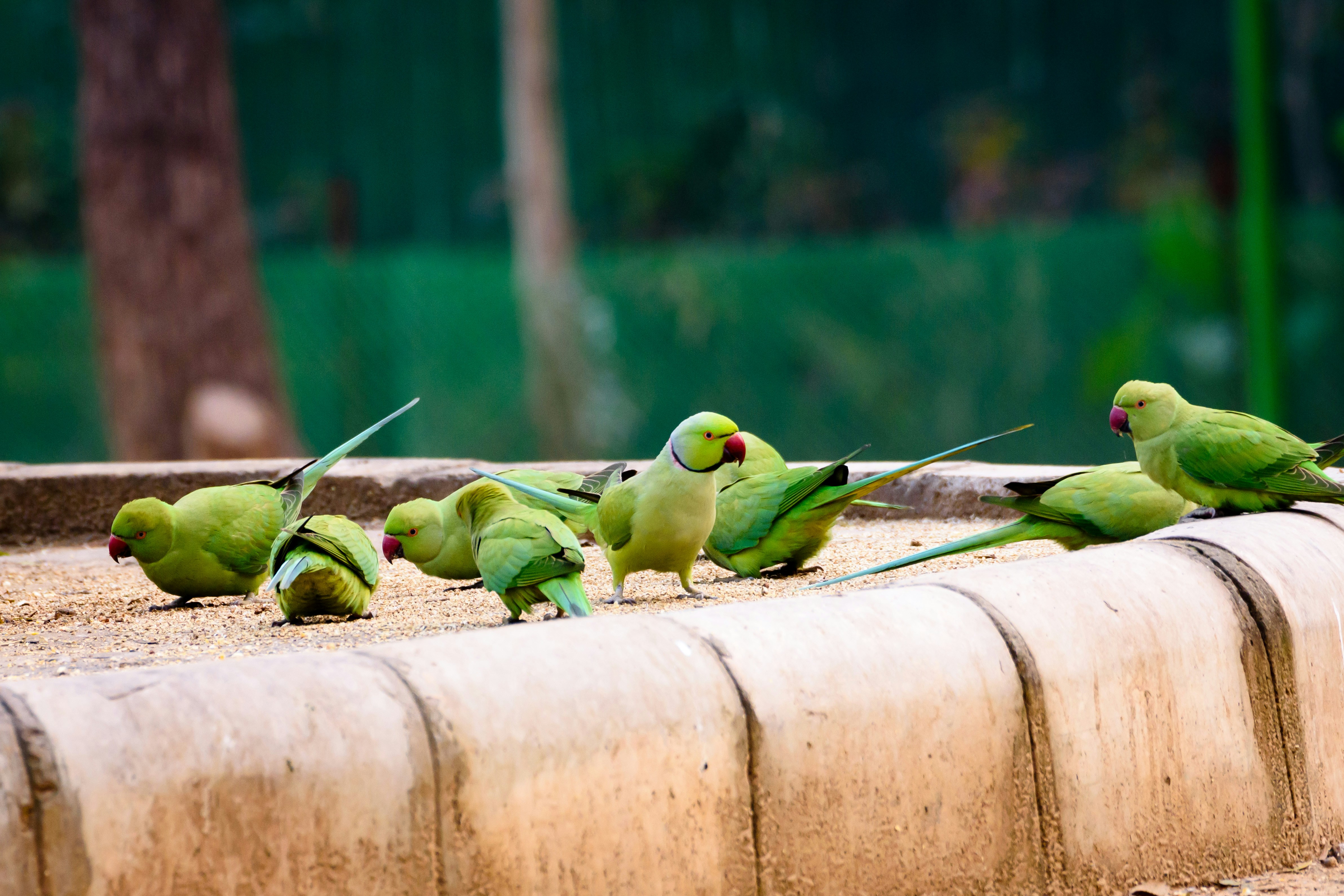 Teach Parakeet to Whistle: Simple Training Guide