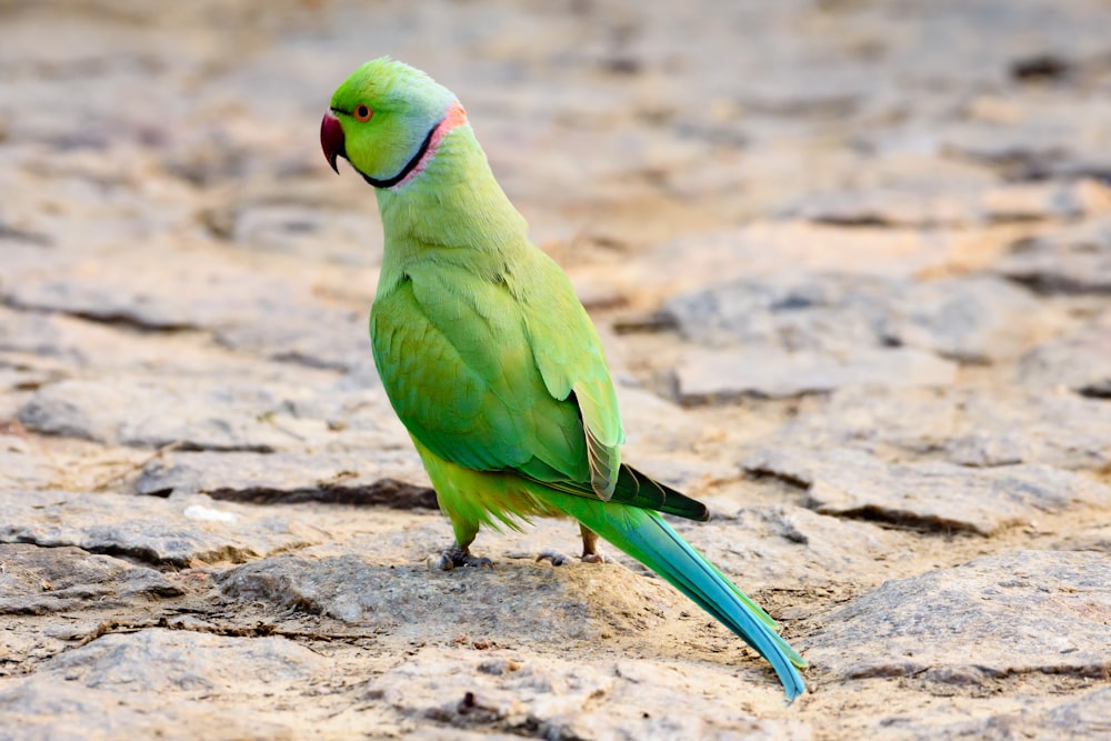 green and yellow bird on brown rock