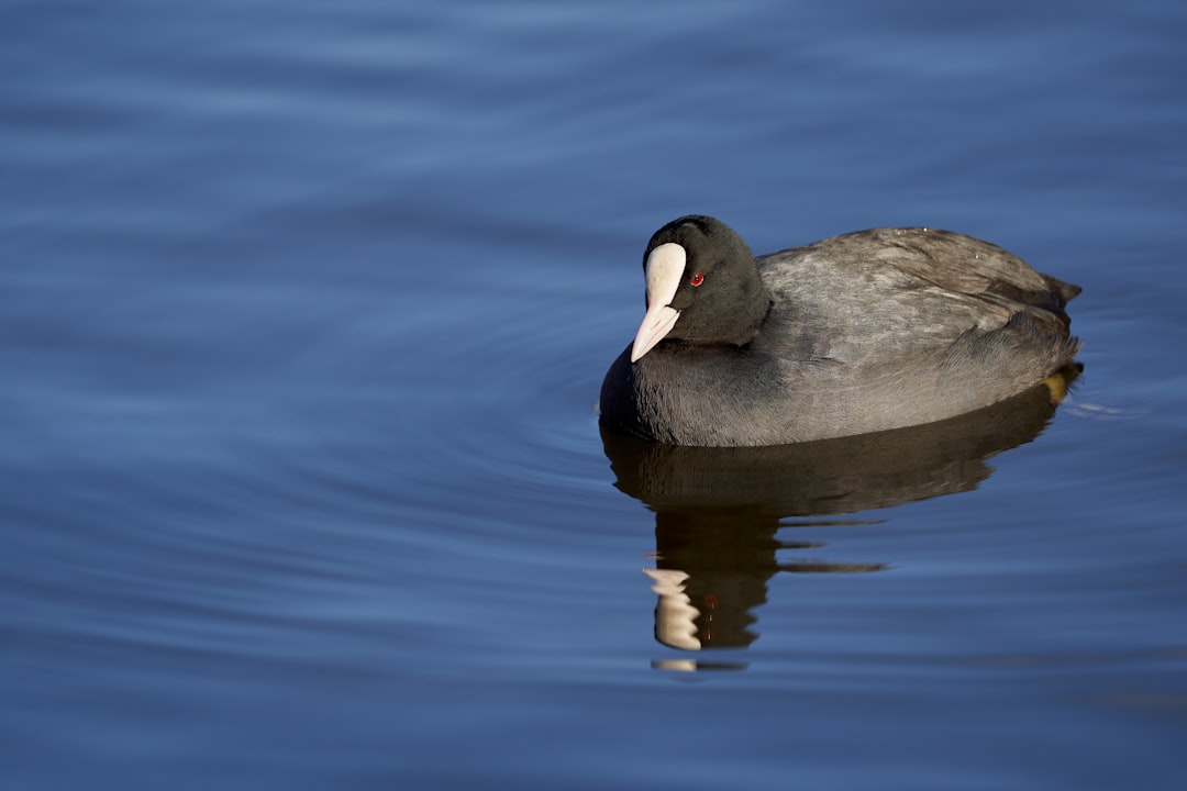 black duck on body of water