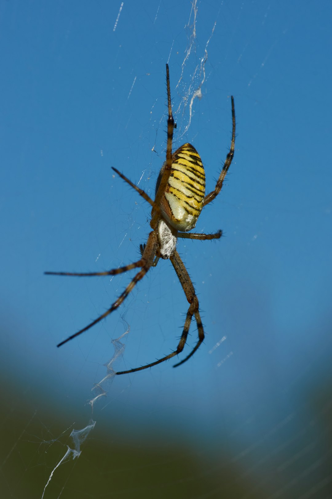 yellow and black spider on web