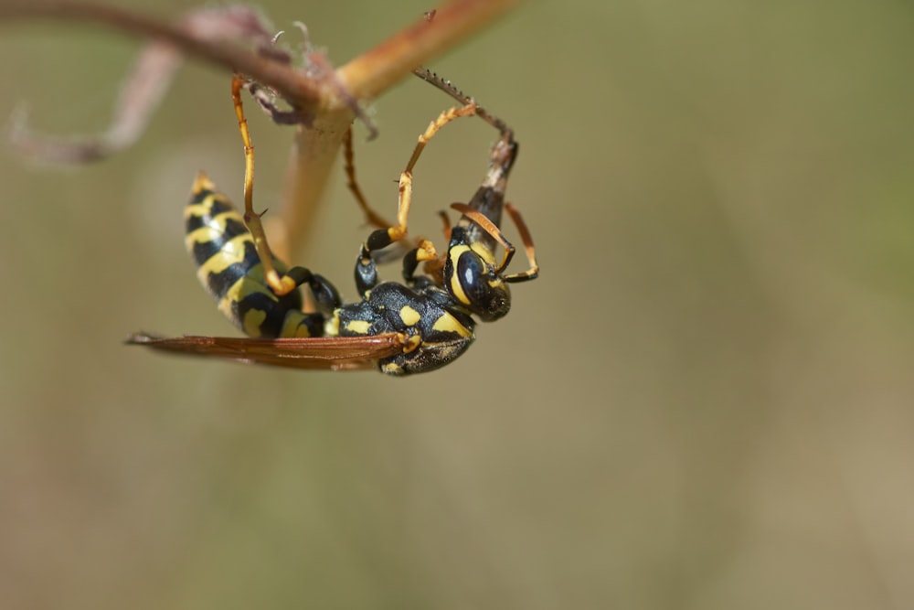 yellow and black wasp on brown stem in close up photography during daytime