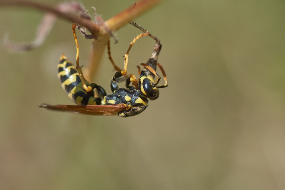 Avispa amarilla y negra en tallo marrón en fotografía de primer plano durante el día