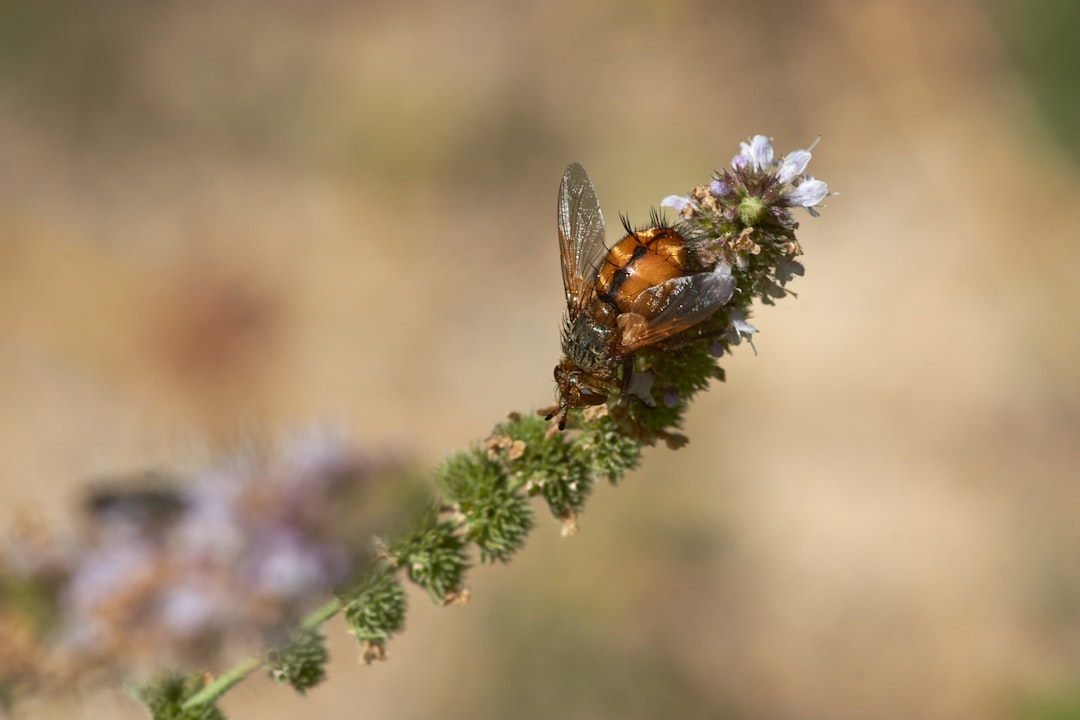 brown and black butterfly on purple flower