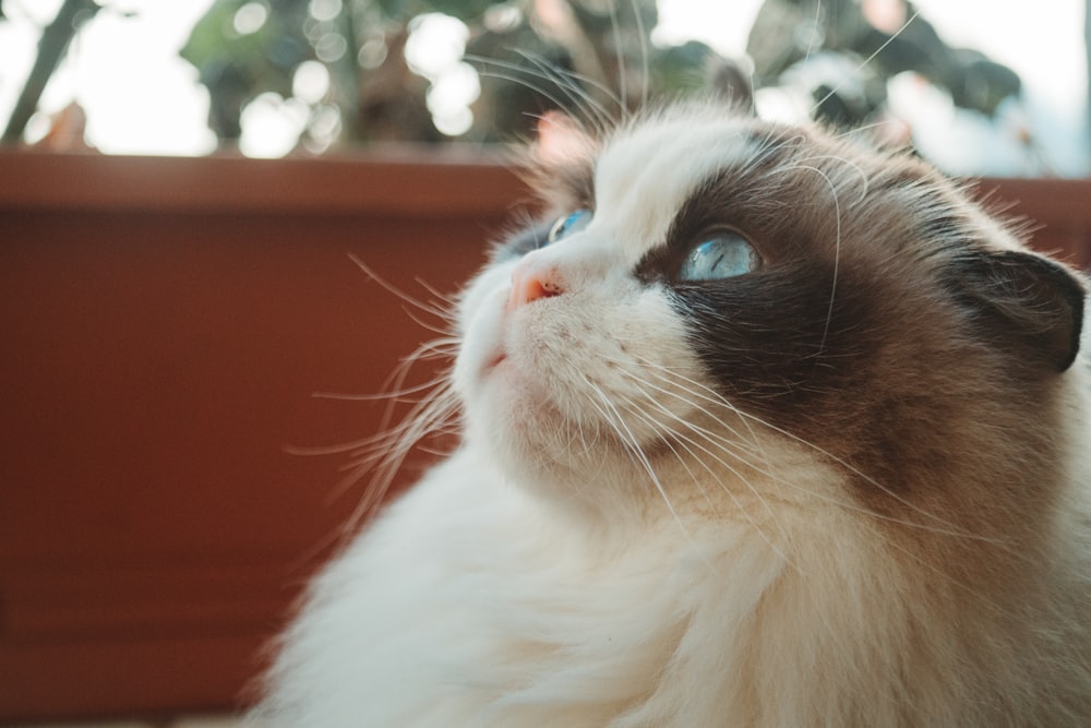 white and brown cat with blue eyes