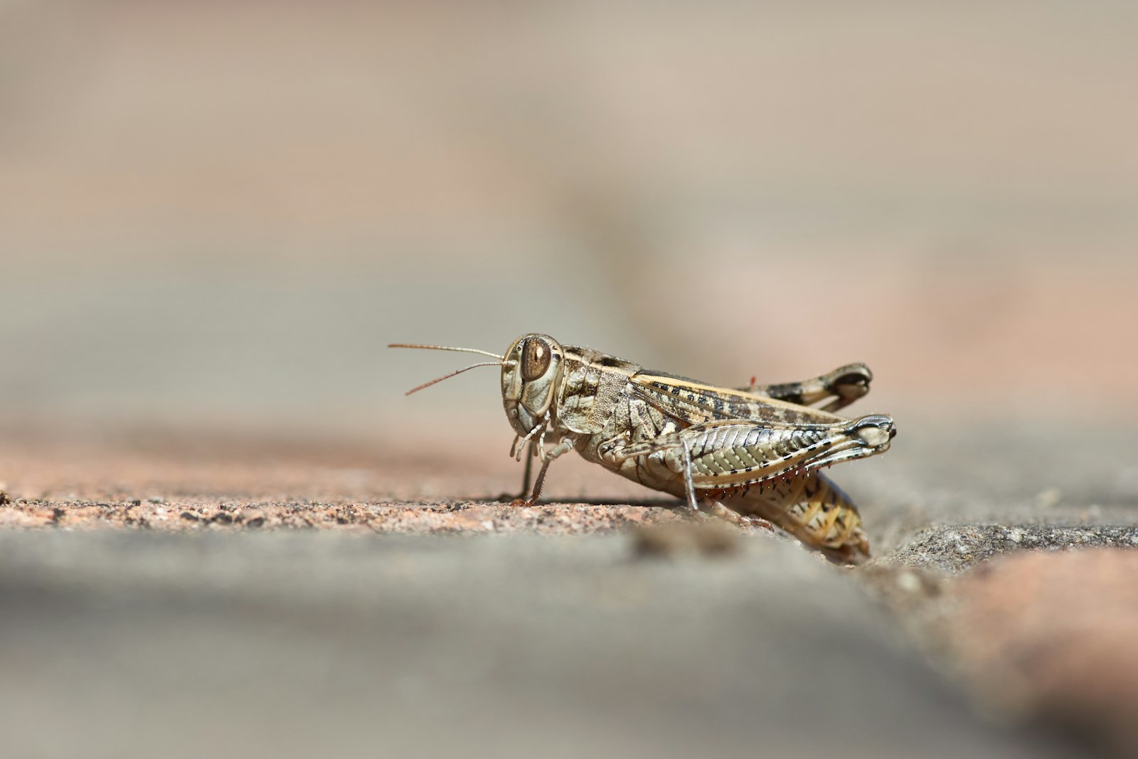 Minolta AF 100mm F2.8 Macro [New] sample photo. Brown grasshopper on brown photography