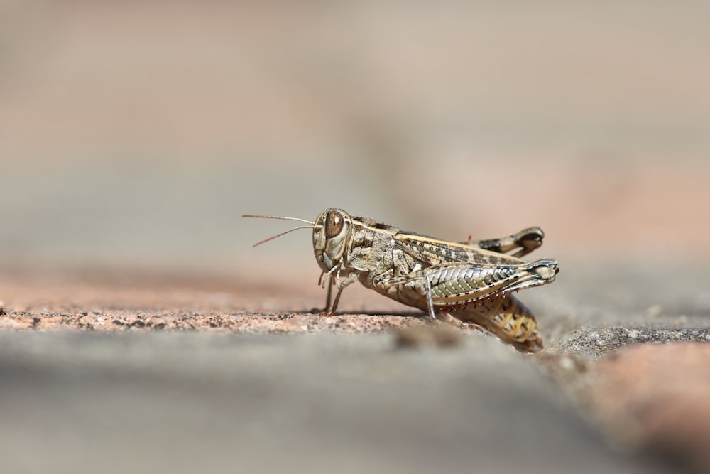 brown grasshopper on brown sand in macro photography