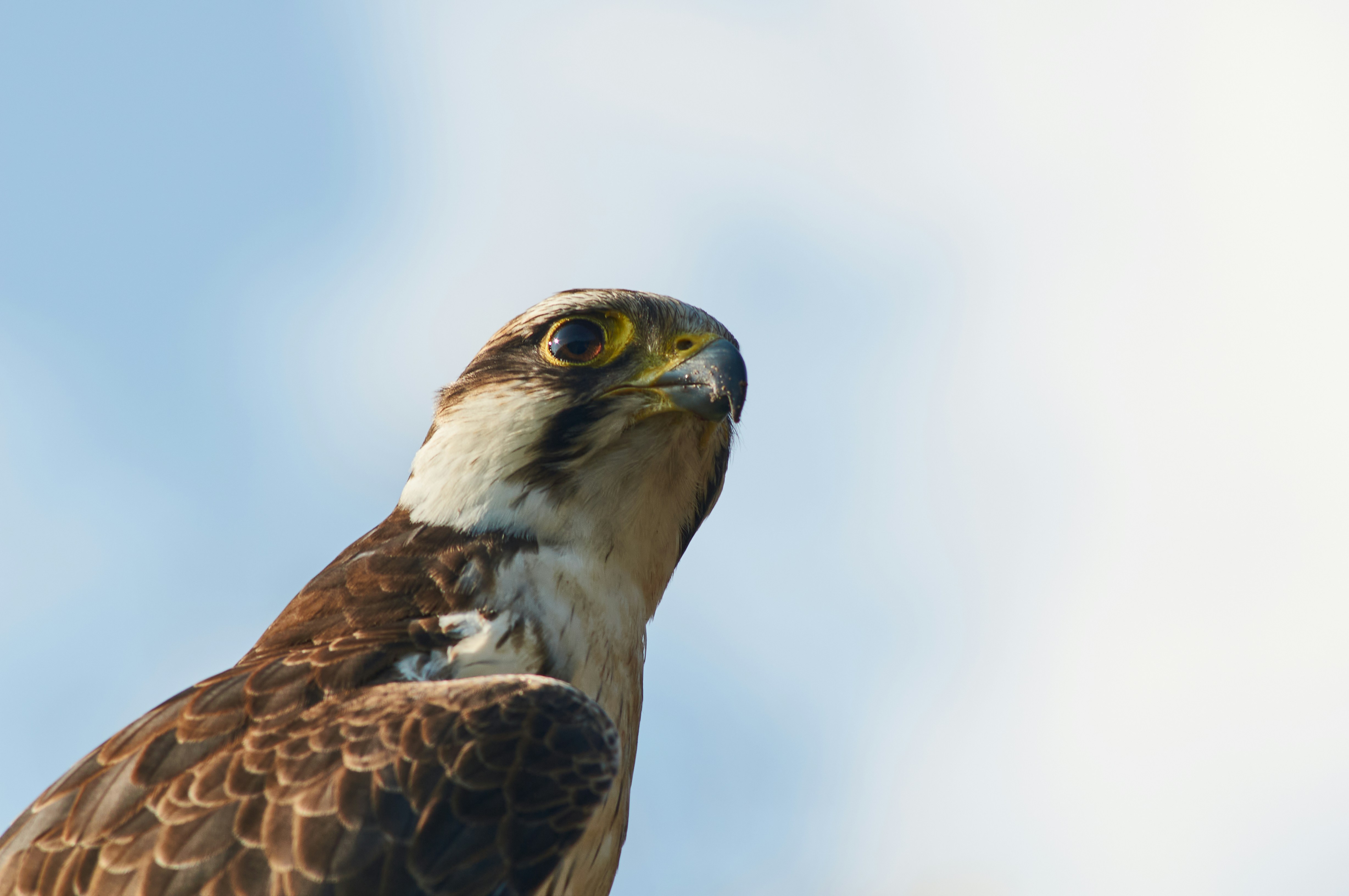 Photo by wolfgang_hasselmann