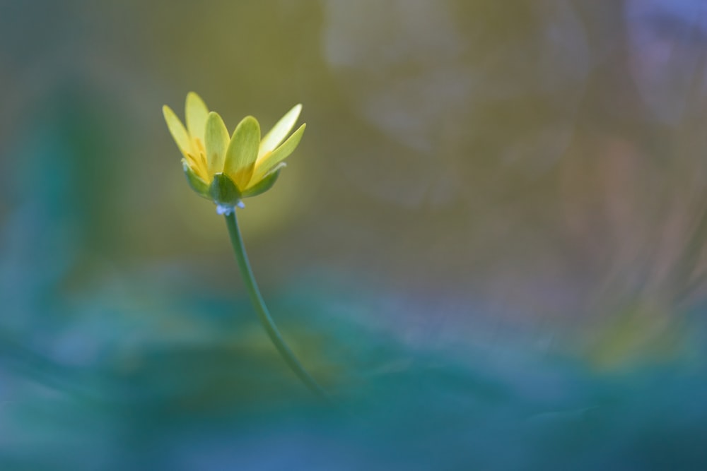 yellow flower in tilt shift lens